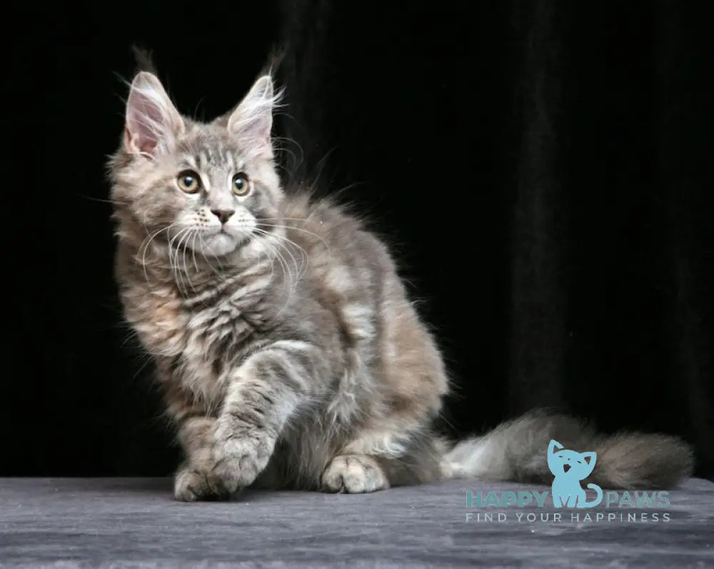 Yantarina Maine Coon Female Blue Tortie Tabby Live Animals