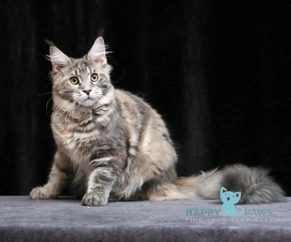 Yantarina Maine Coon Female Blue Tortie Tabby Live Animals