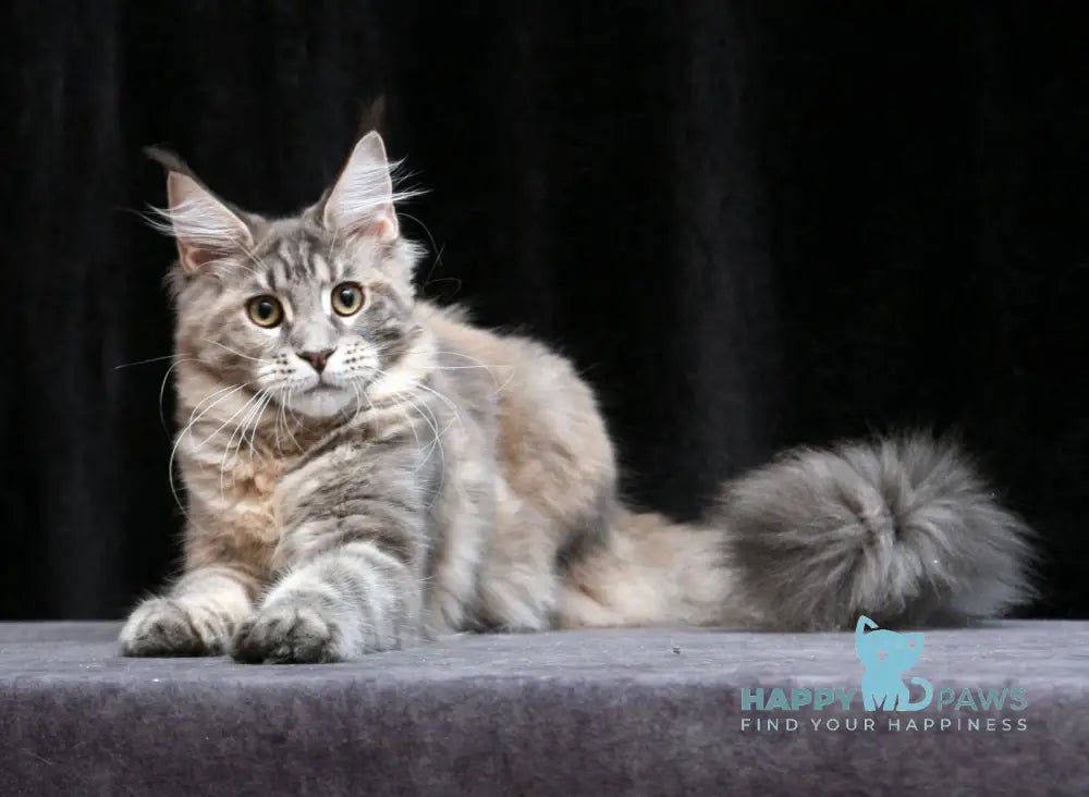 Yantarina Maine Coon Female Blue Tortie Tabby Live Animals