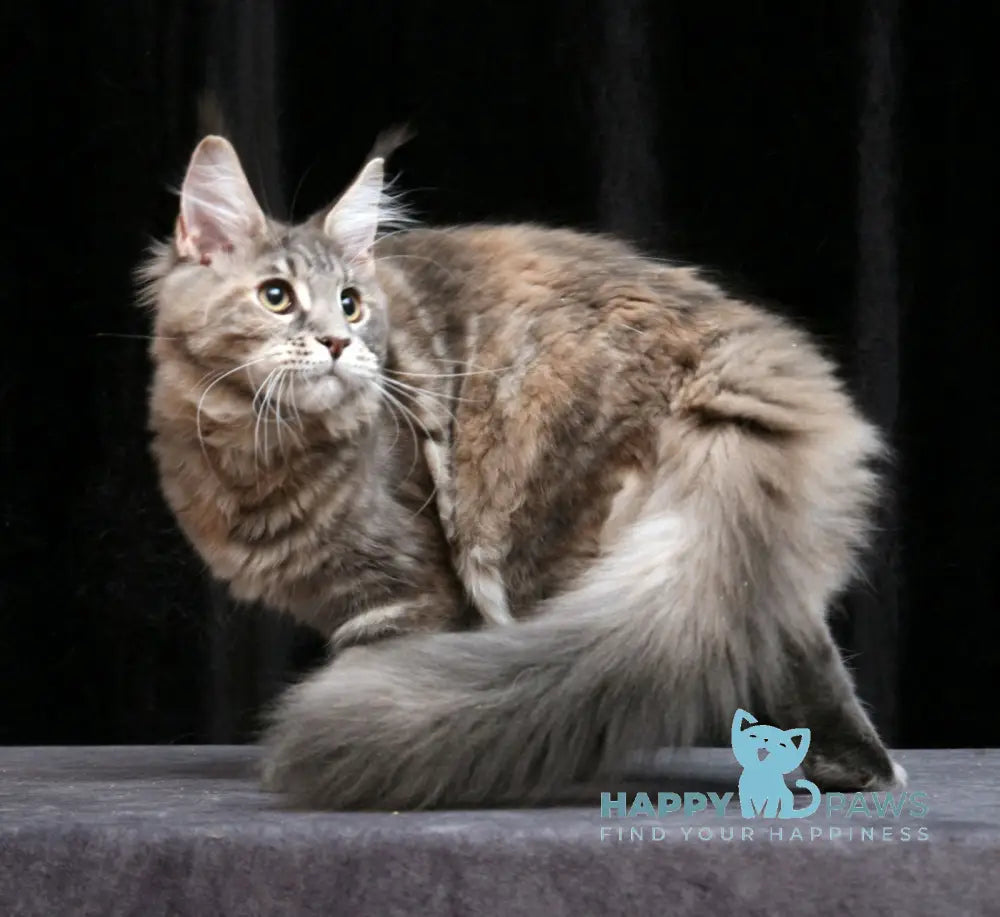 Yantarina Maine Coon Female Blue Tortie Tabby Live Animals