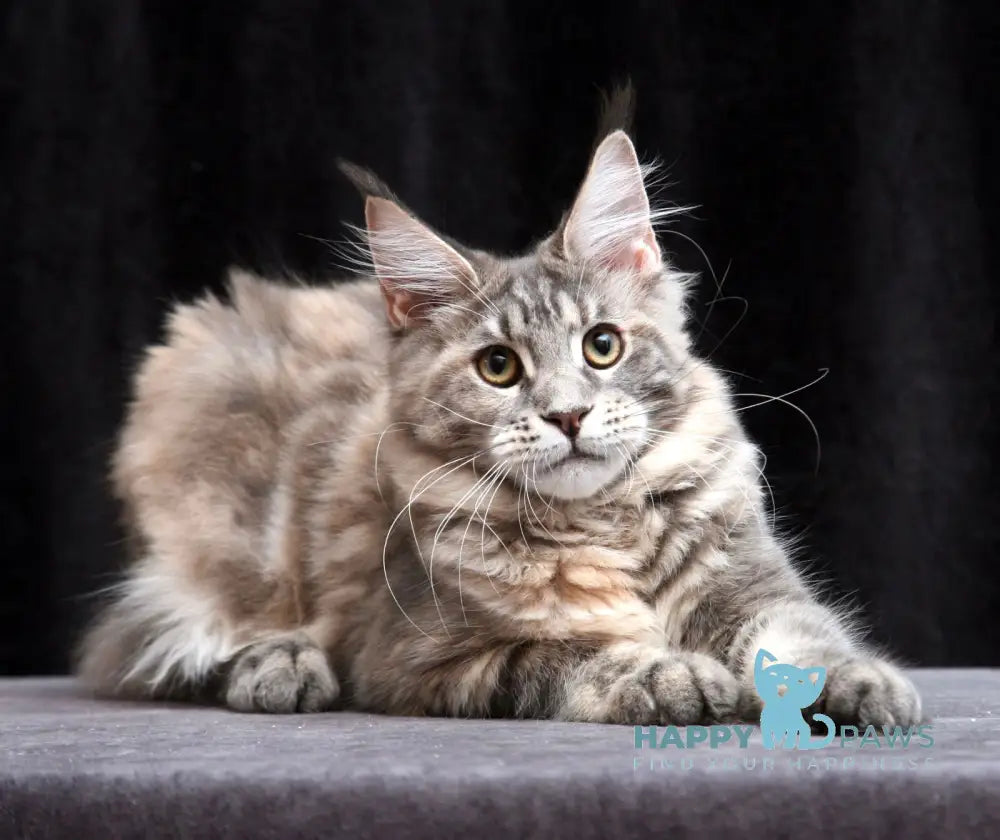 Yantarina Maine Coon Female Blue Tortie Tabby Live Animals