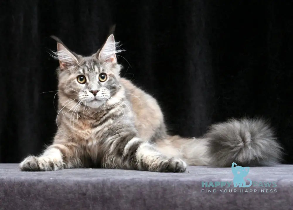 Yantarina Maine Coon Female Blue Tortie Tabby Live Animals