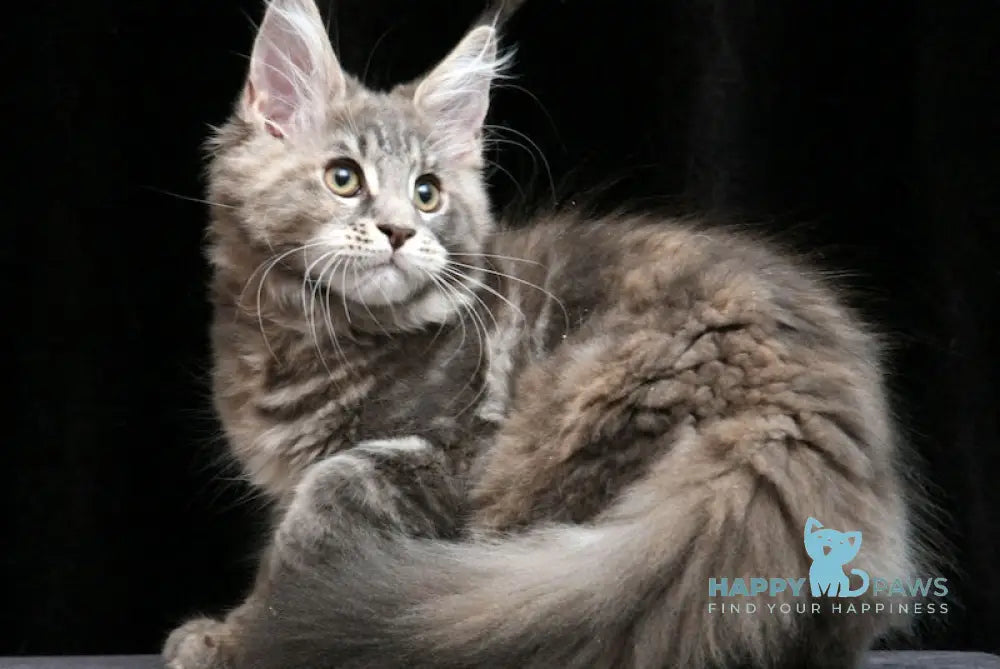 Yantarina Maine Coon Female Blue Tortie Tabby Live Animals