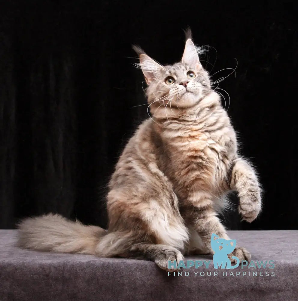 Yantarina Maine Coon Female Blue Tortie Tabby Live Animals