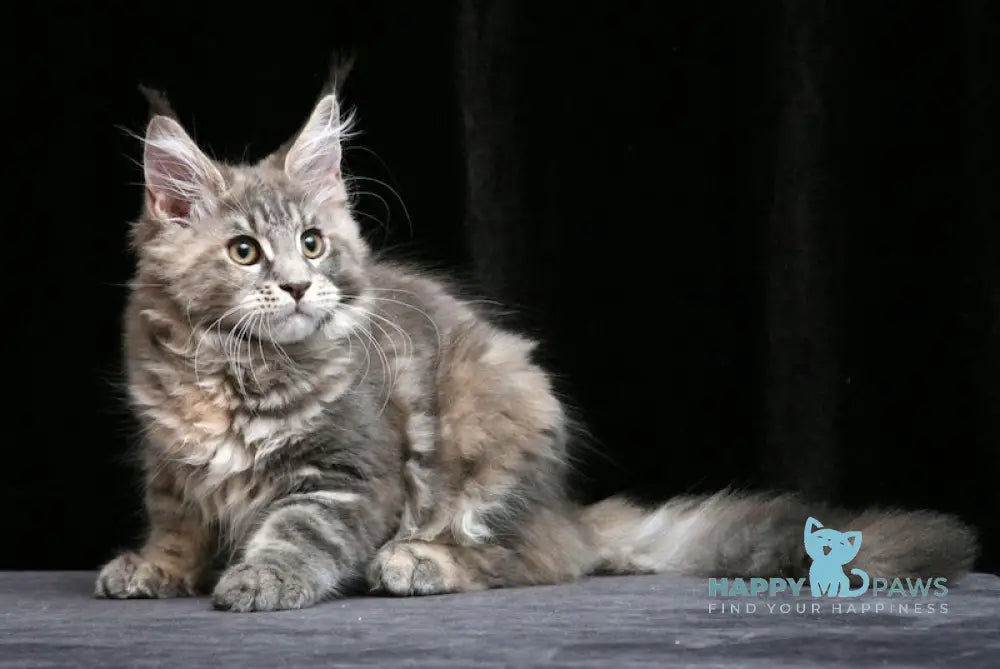 Yantarina Maine Coon Female Blue Tortie Tabby Live Animals