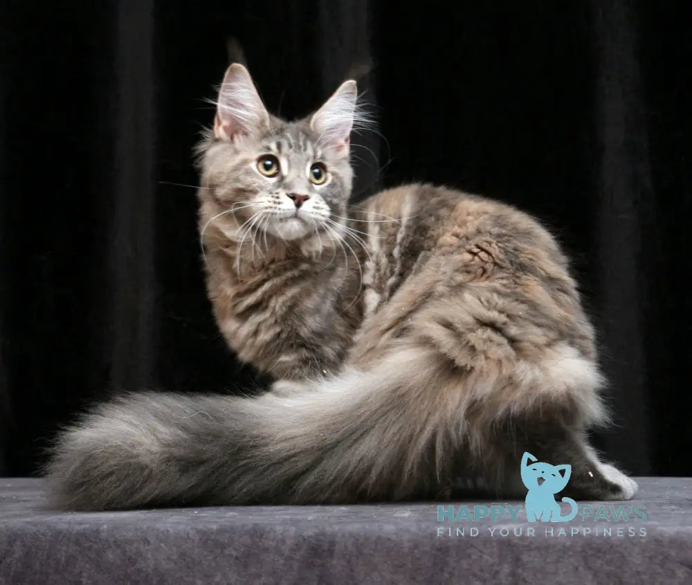 Yantarina Maine Coon Female Blue Tortie Tabby Live Animals