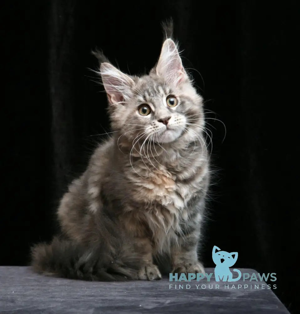 Yantarina Maine Coon Female Blue Tortie Tabby Live Animals