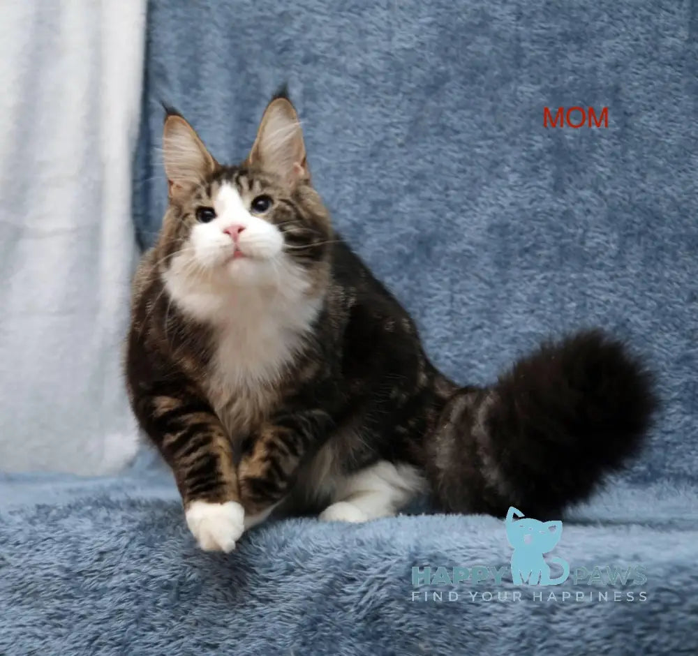 Yantarina Maine Coon Female Blue Tortie Tabby Live Animals