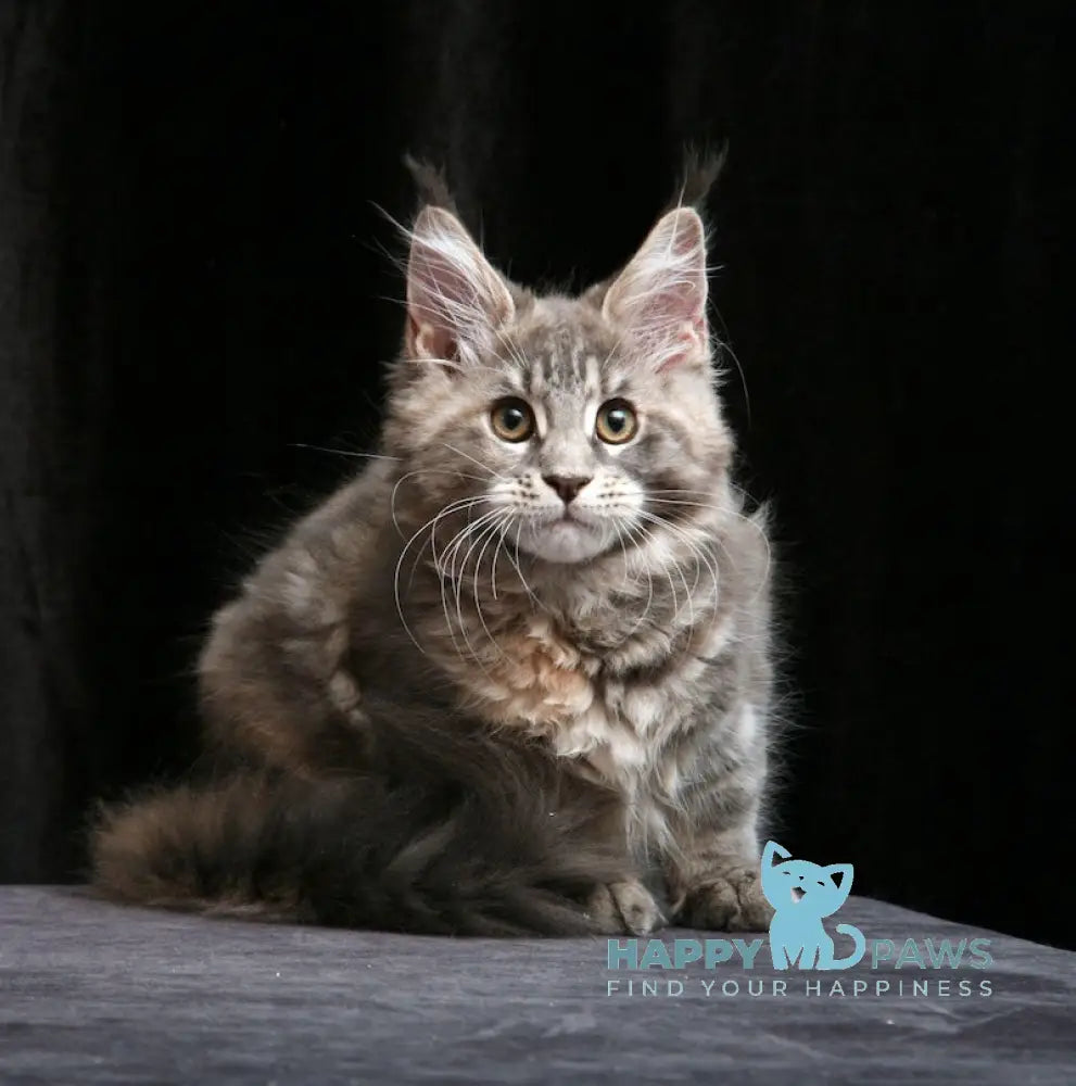 Yantarina Maine Coon Female Blue Tortie Tabby Live Animals