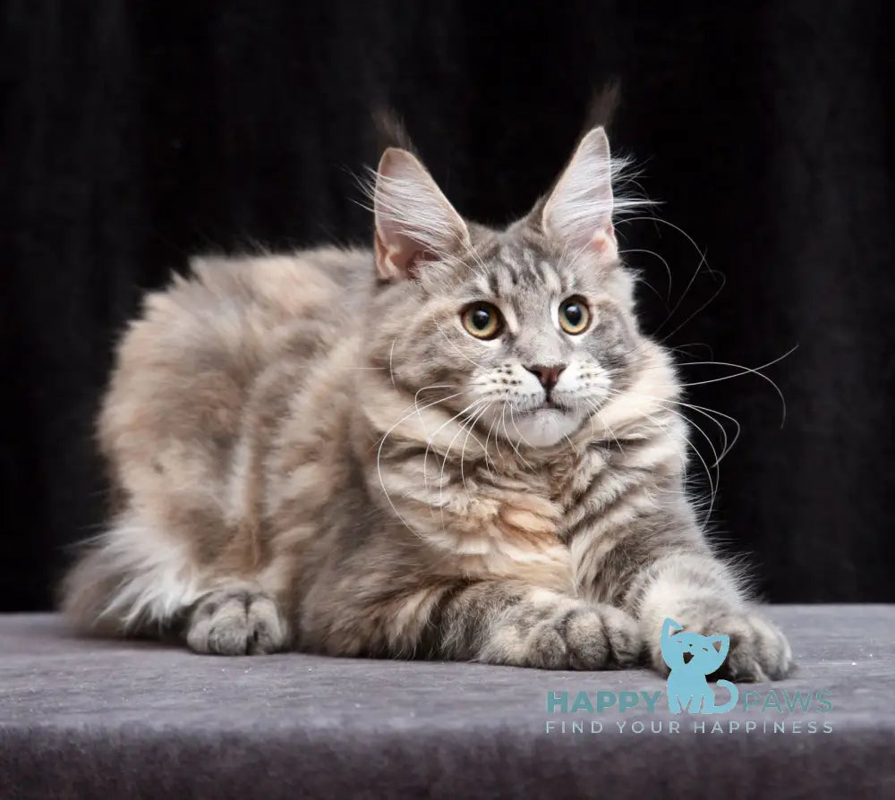 Yantarina Maine Coon Female Blue Tortie Tabby Live Animals