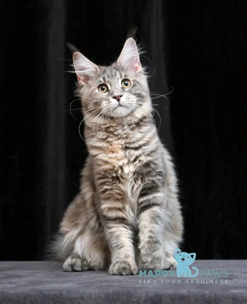 Yantarina Maine Coon Female Blue Tortie Tabby Live Animals