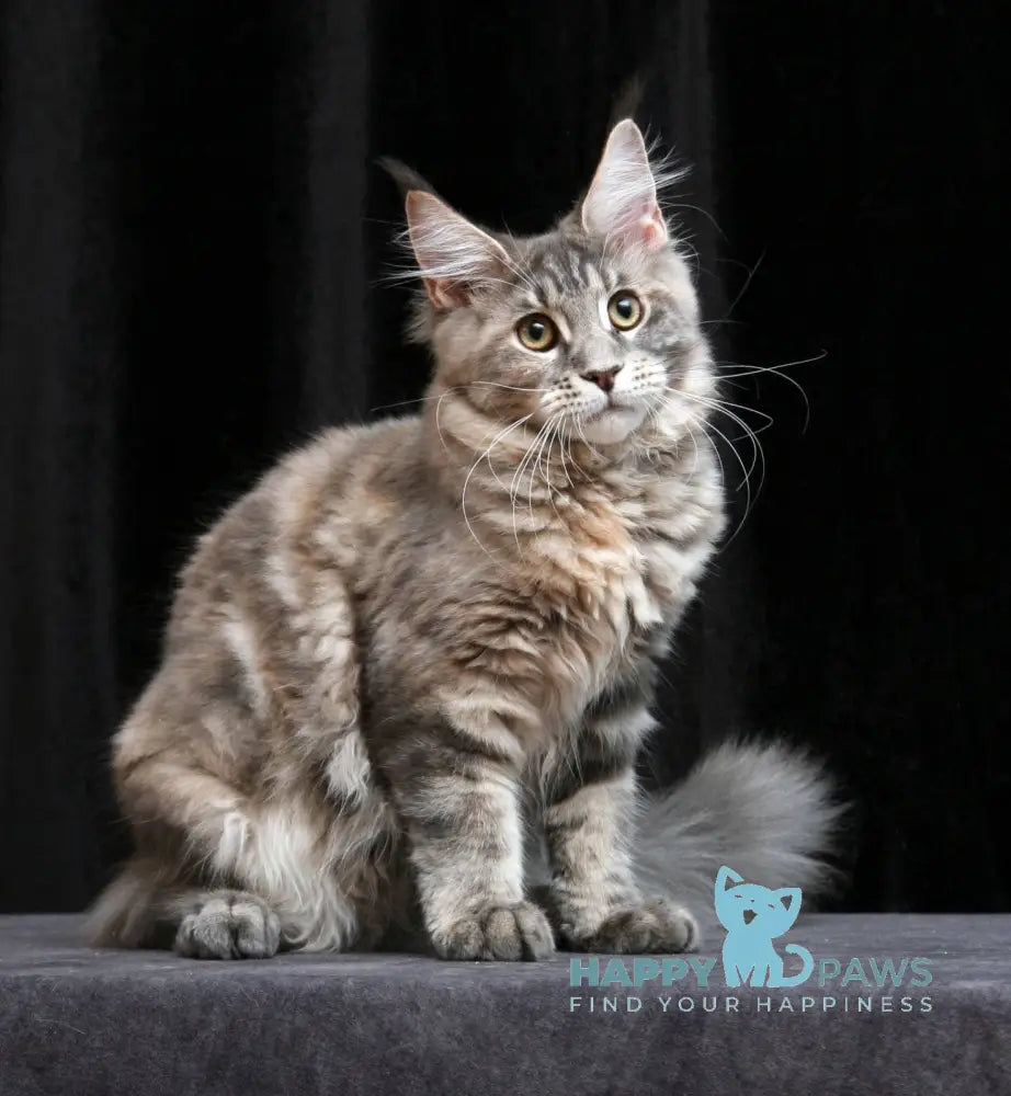 Yantarina Maine Coon Female Blue Tortie Tabby Live Animals