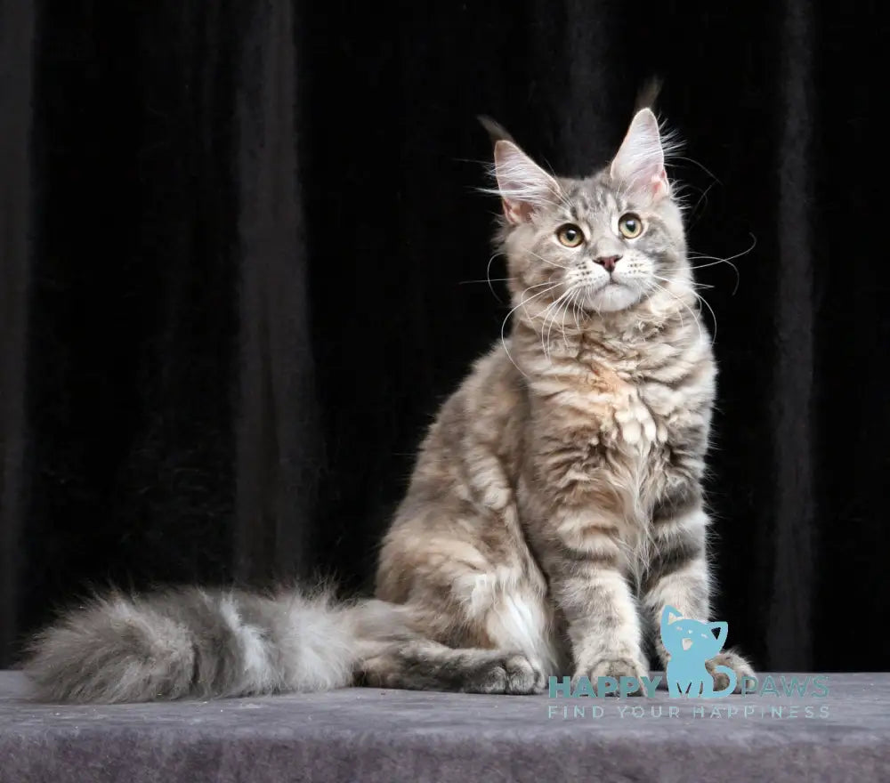 Yantarina Maine Coon Female Blue Tortie Tabby Live Animals