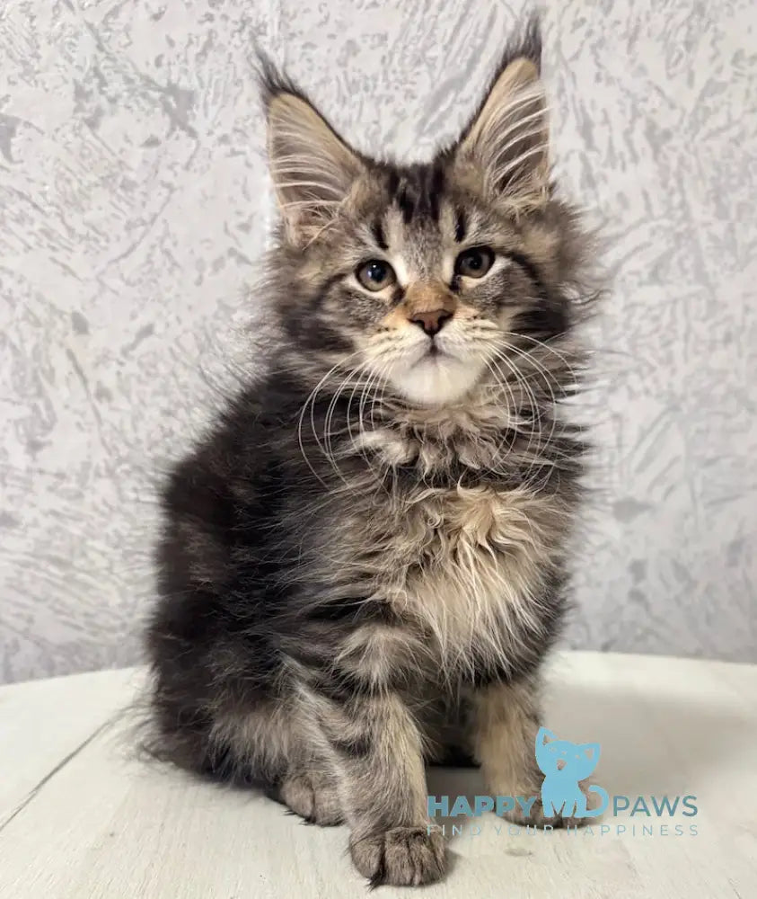 Yaola Maine Coon Female Black Tabby Live Animals