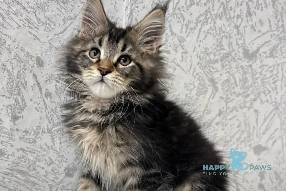 Yaola Maine Coon Female Black Tabby Live Animals