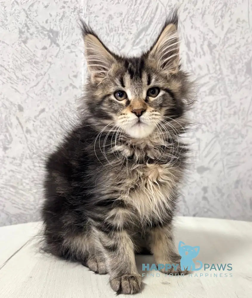 Yaola Maine Coon Female Black Tabby Live Animals