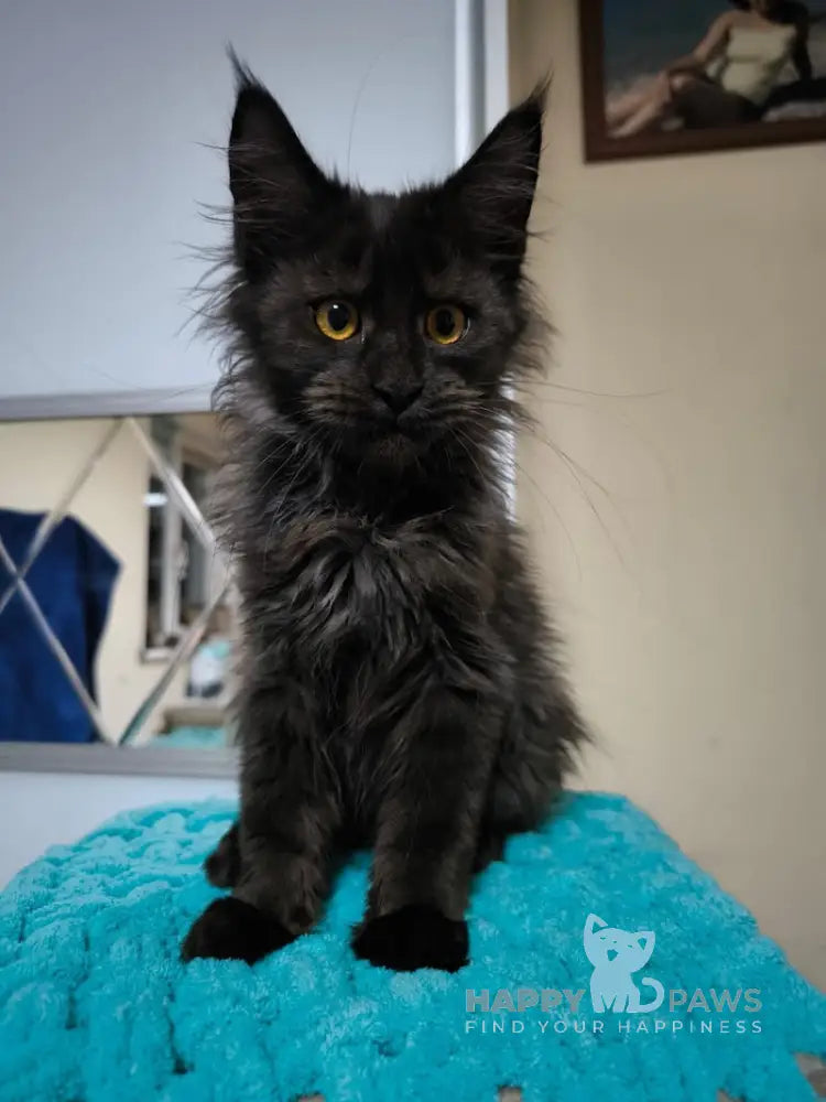 Yara Maine Coon Female Black Live Animals