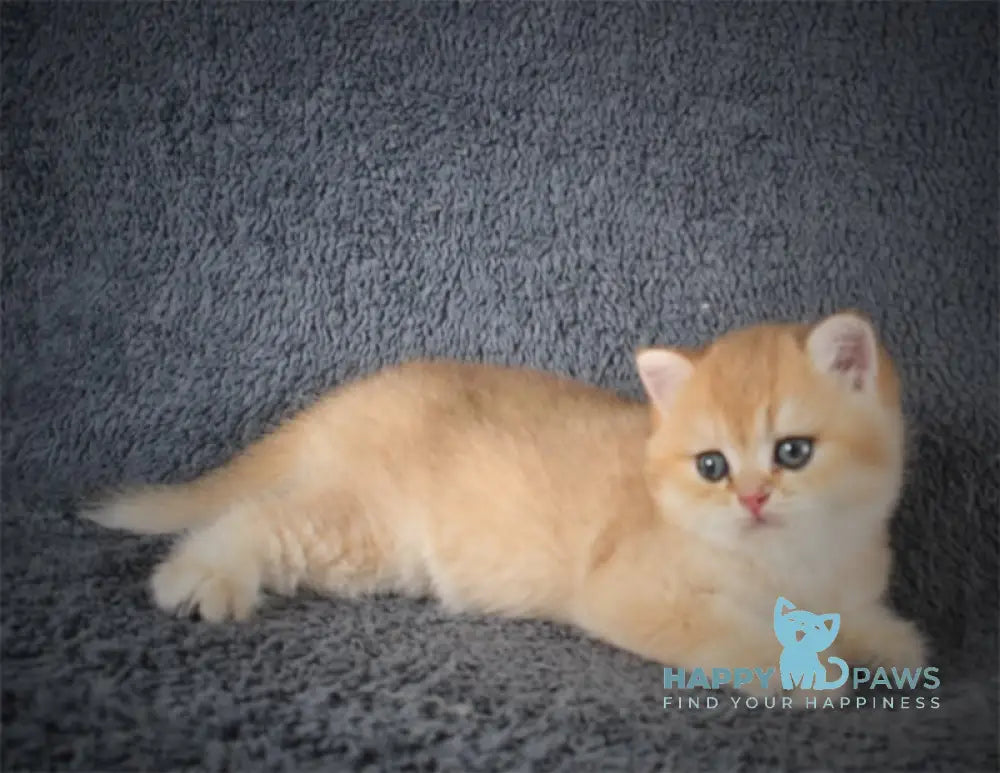 Yas British Shorthair Male Black Golden Shaded Live Animals