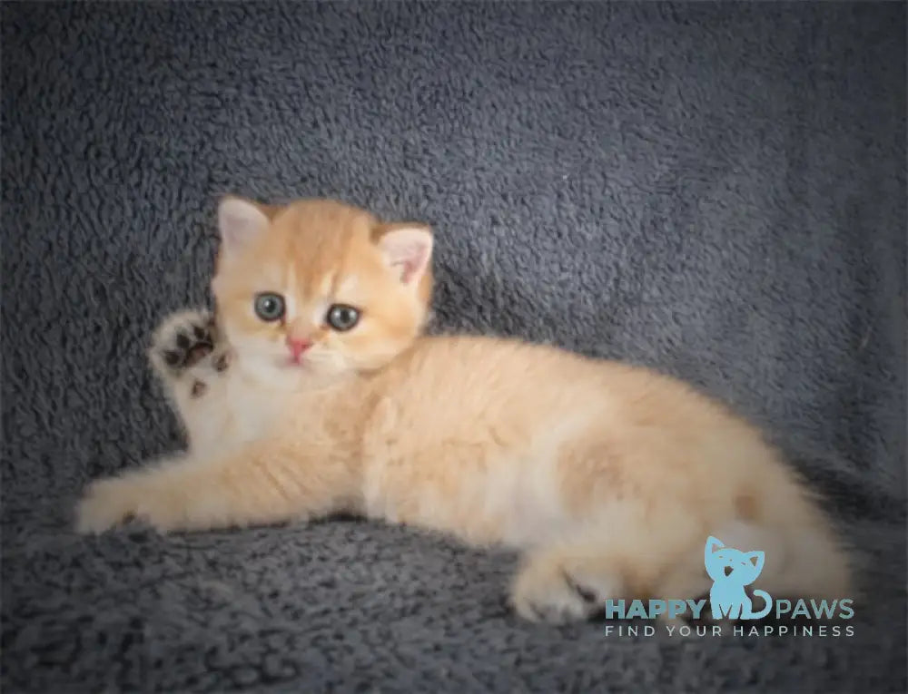 Yas British Shorthair Male Black Golden Shaded Live Animals