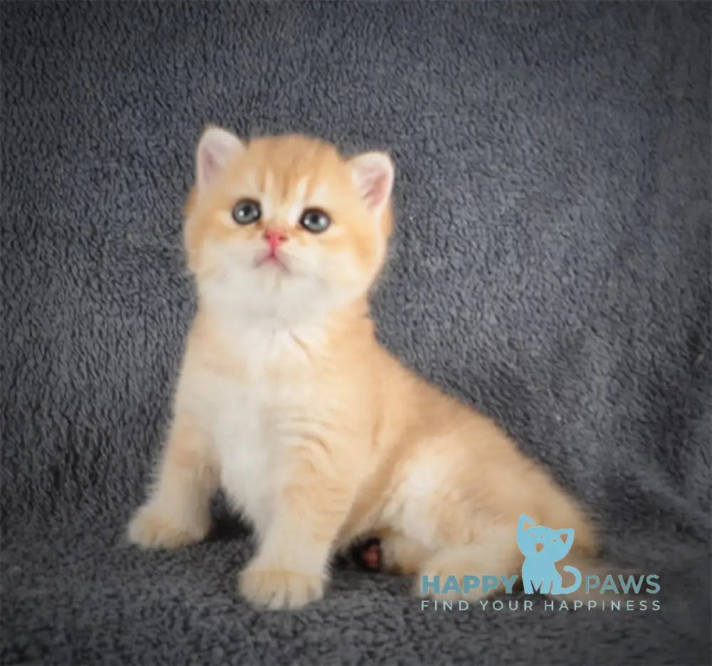 Yas British Shorthair Male Black Golden Shaded Live Animals