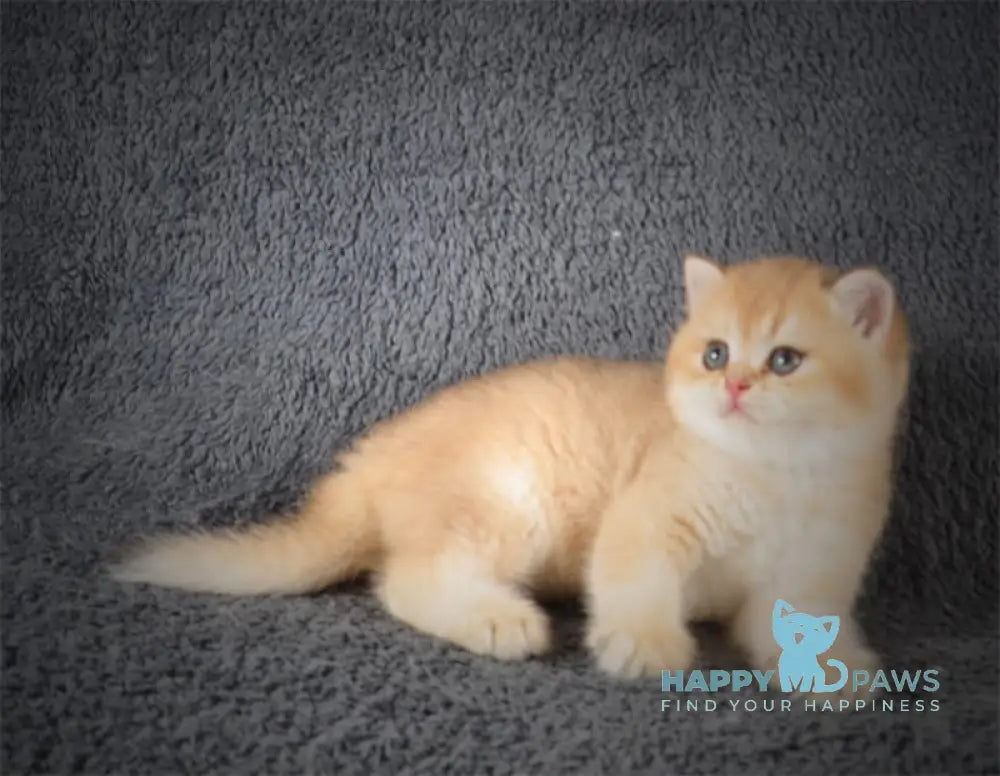 Yas British Shorthair Male Black Golden Shaded Live Animals