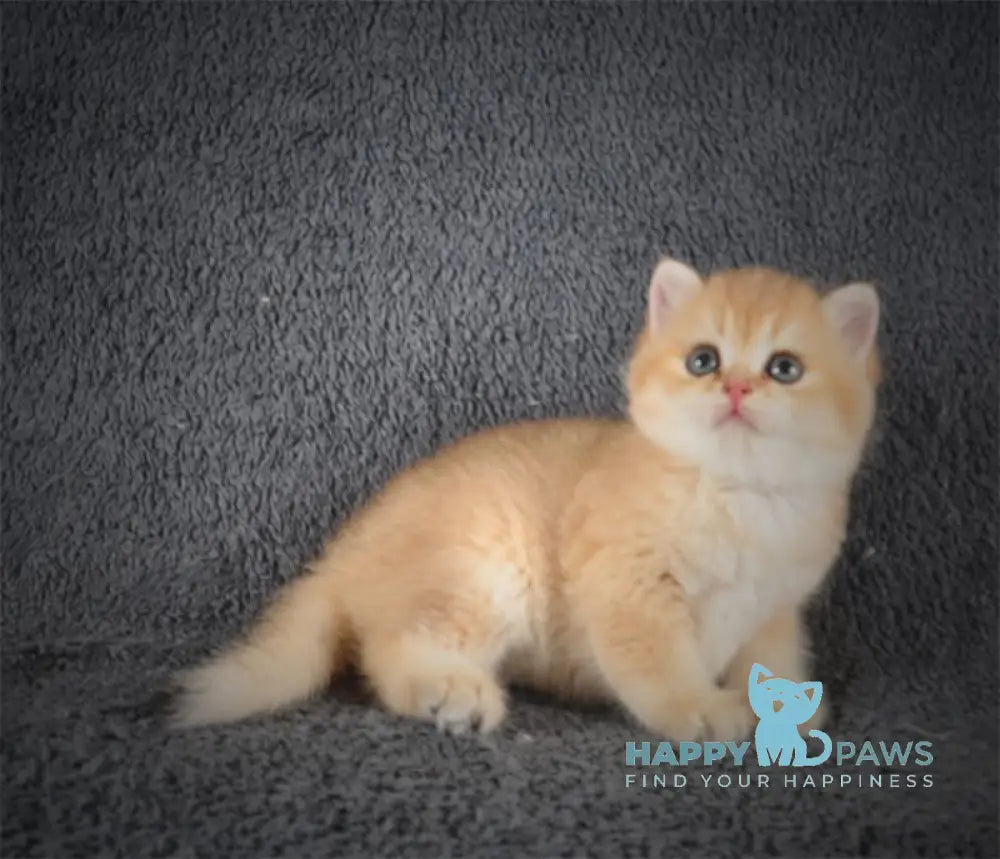 Yas British Shorthair Male Black Golden Shaded Live Animals