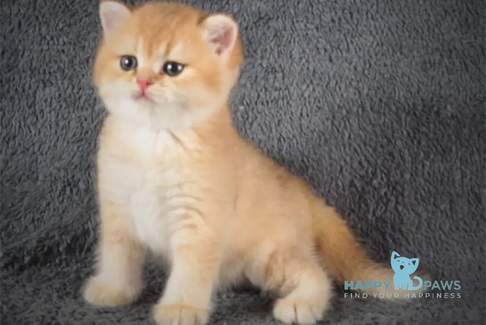 Yas British Shorthair Male Black Golden Shaded Live Animals