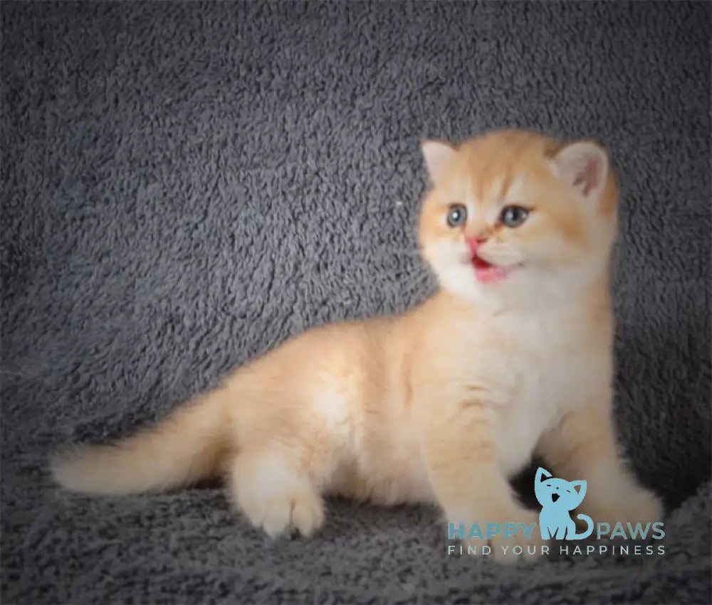 Yas British Shorthair Male Black Golden Shaded Live Animals