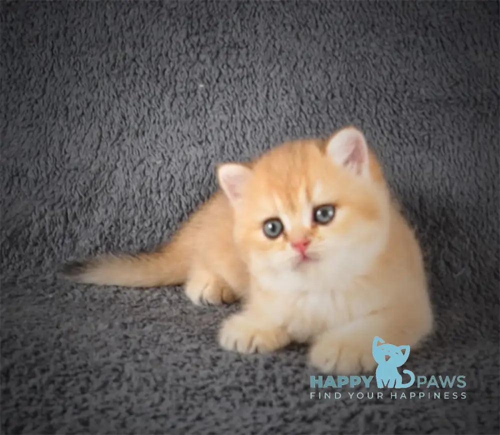 Yas British Shorthair Male Black Golden Shaded Live Animals