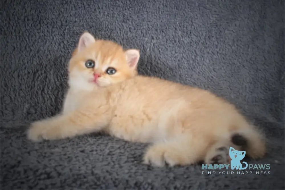 Yas British Shorthair Male Black Golden Shaded Live Animals