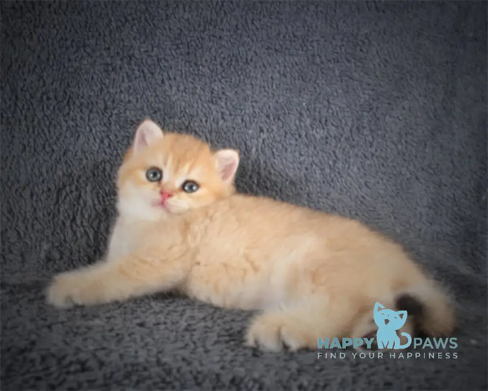 Yas British Shorthair Male Black Golden Shaded Live Animals