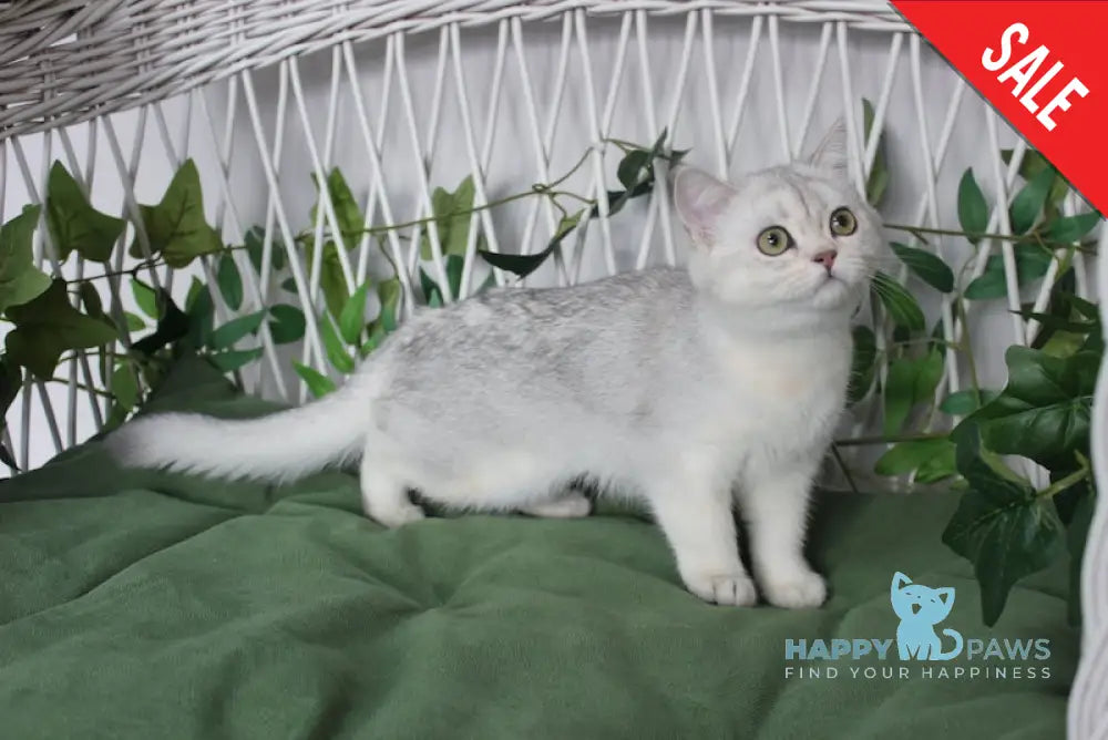 Yashma Scottish Straight Female Blue Silver Shaded Live Animals