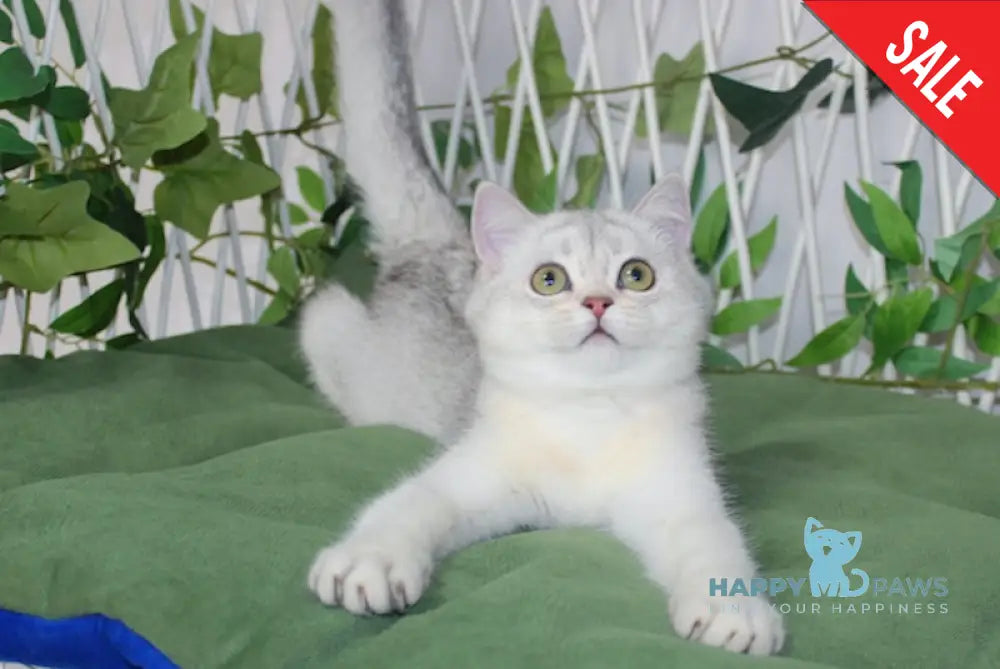 Yashma Scottish Straight Female Blue Silver Shaded Live Animals