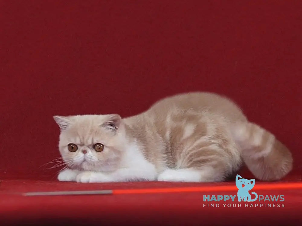 Yasimon Exotic Male Cream Tabby Bicolour Live Animals