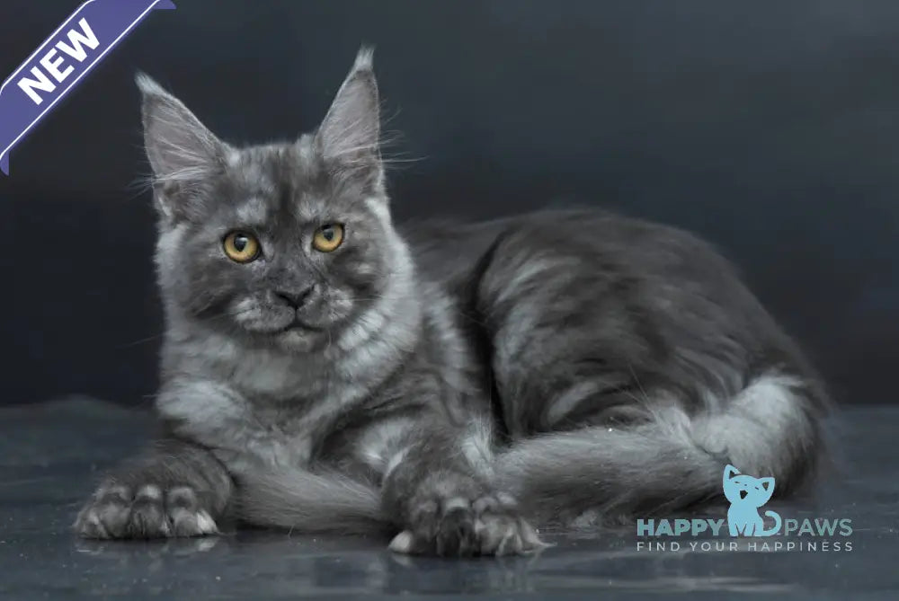 Yasmine Maine Coon Polydactyl Female Black Smoke Live Animals