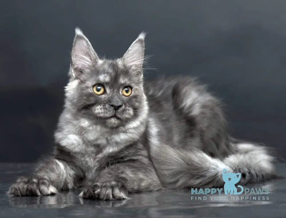 Yasmine Maine Coon Polydactyl Female Black Smoke Live Animals