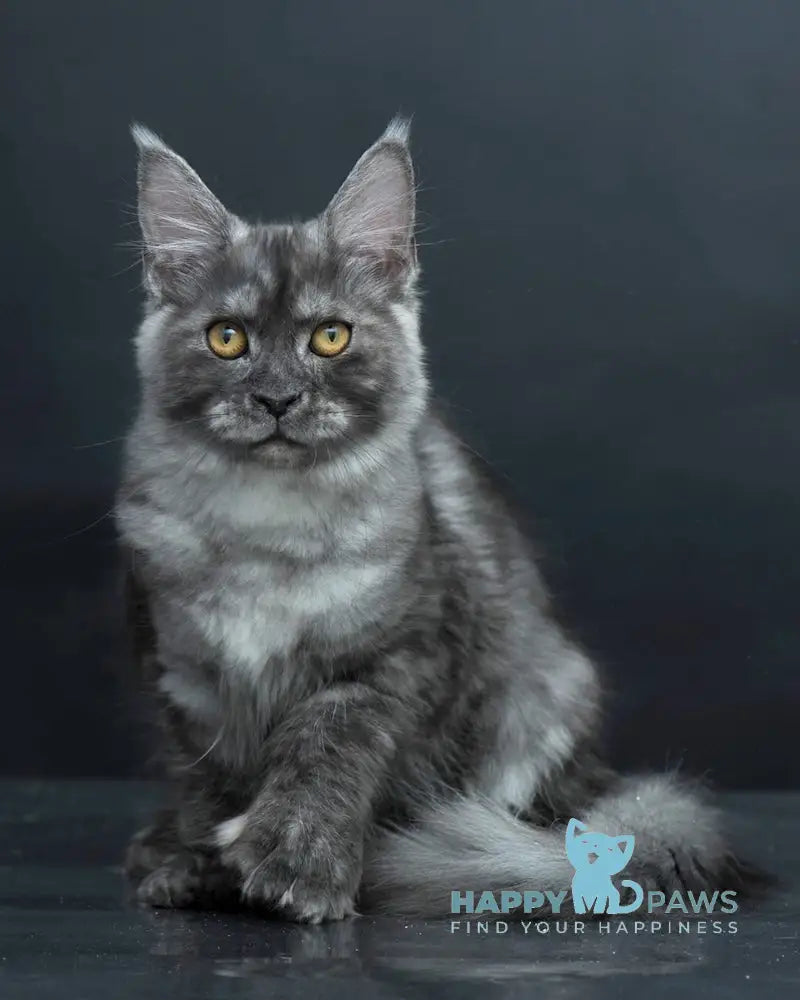 Yasmine Maine Coon Polydactyl Female Black Smoke Live Animals