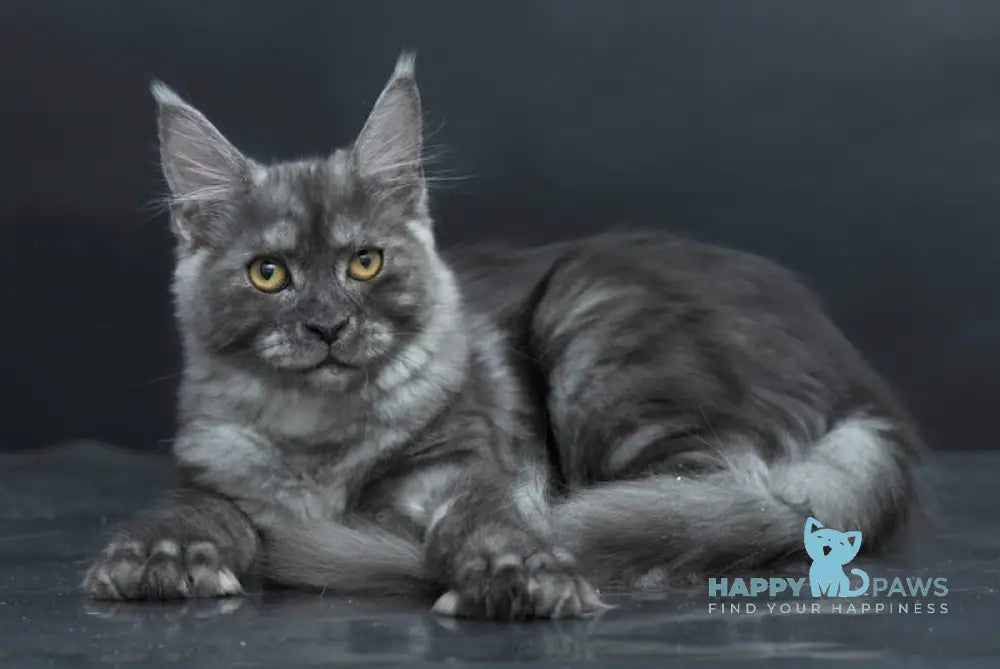 Yasmine Maine Coon Polydactyl Female Black Smoke Live Animals