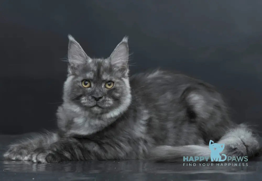 Yasmine Maine Coon Polydactyl Female Black Smoke Live Animals