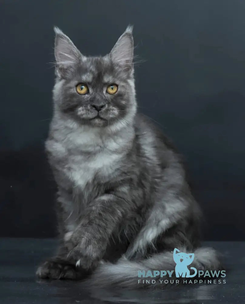 Yasmine Maine Coon Polydactyl Female Black Smoke Live Animals