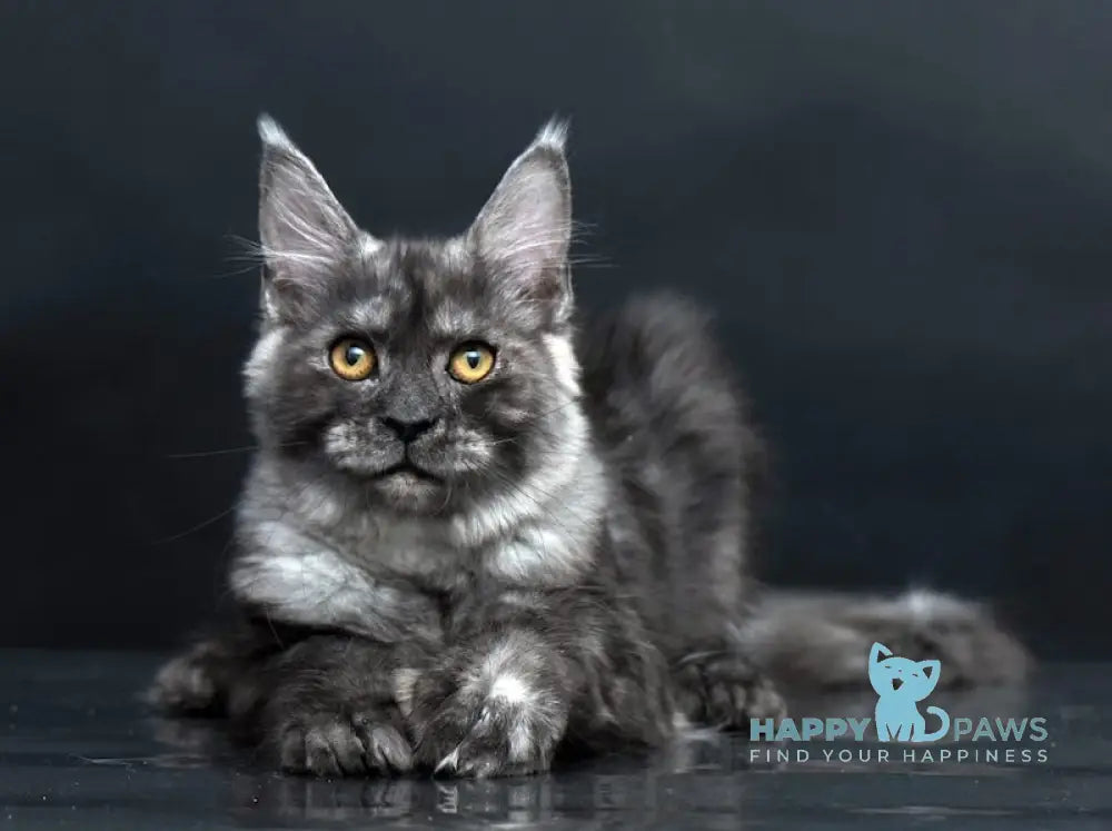 Yasmine Maine Coon Polydactyl Female Black Smoke Live Animals