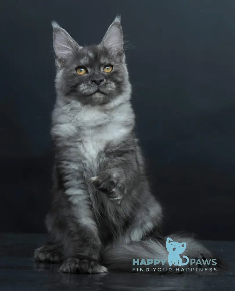 Yasmine Maine Coon Polydactyl Female Black Smoke Live Animals