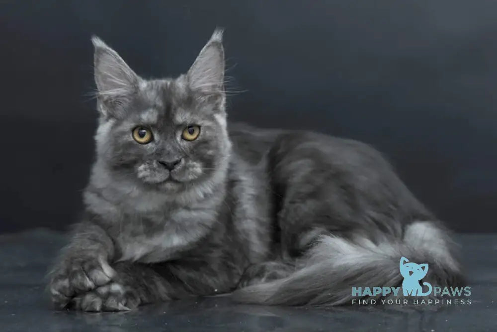 Yasmine Maine Coon Polydactyl Female Black Smoke Live Animals