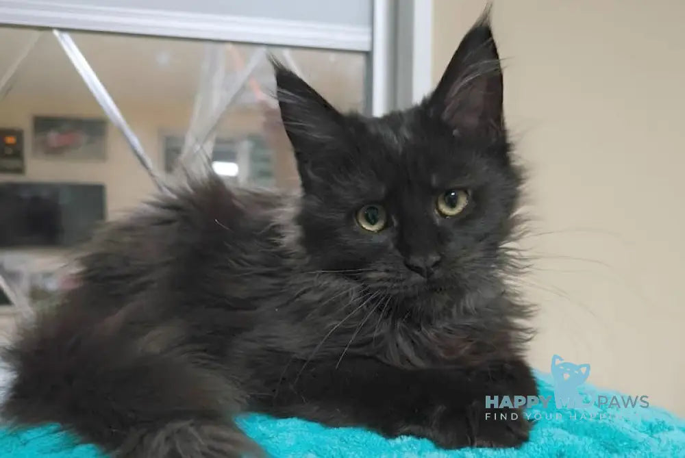 Yassa Maine Coon Female Black Live Animals