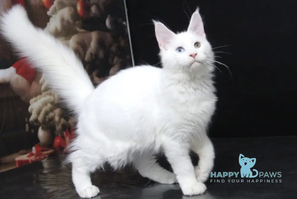 Yogurt Maine Coon Male White Live Animals