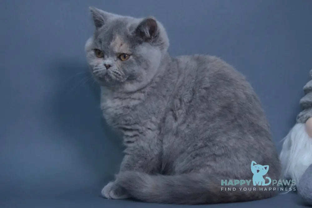 Yolanda British Shorthair Female Blue Tortie Live Animals