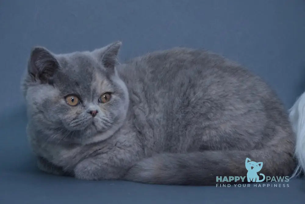 Yolanda British Shorthair Female Blue Tortie Live Animals