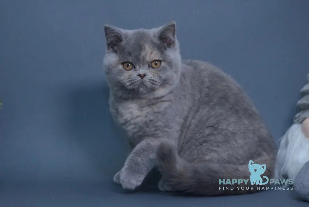 Yolanda British Shorthair Female Blue Tortie Live Animals