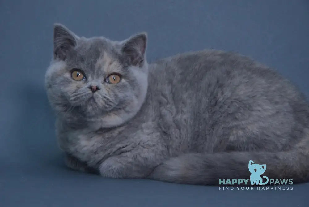 Yolanda British Shorthair Female Blue Tortie Live Animals