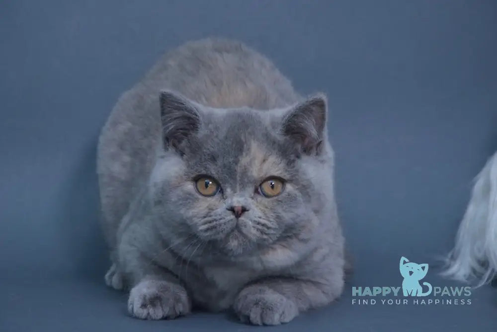 Yolanda British Shorthair Female Blue Tortie Live Animals